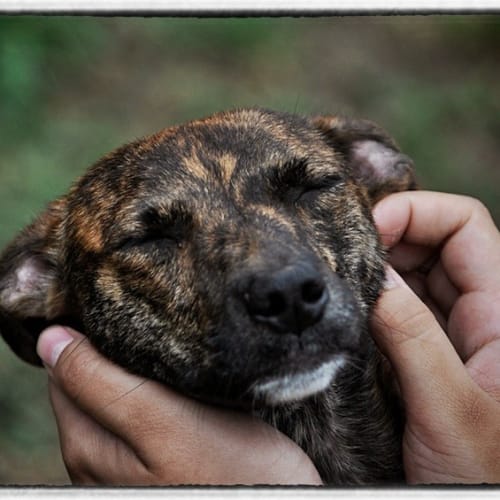 No photo for Hope   On Trial