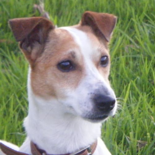 Echo *On Adoption Trial*