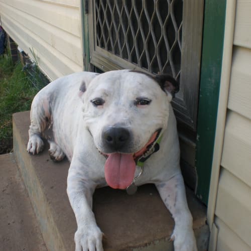 No photo for Bruiser