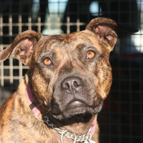 No photo for Bell   On Hold