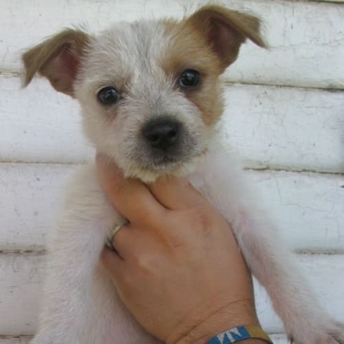 No photo for Terraman