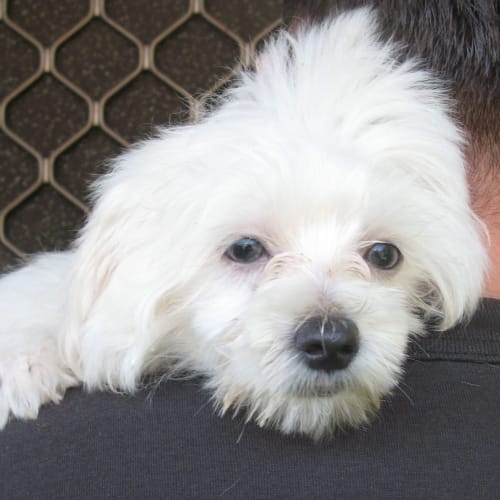 No photo for Cleopatra