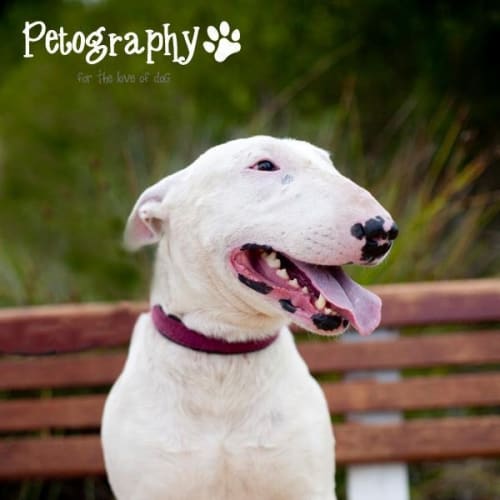 No photo for *On Trial* Daisy  Our Shining Star