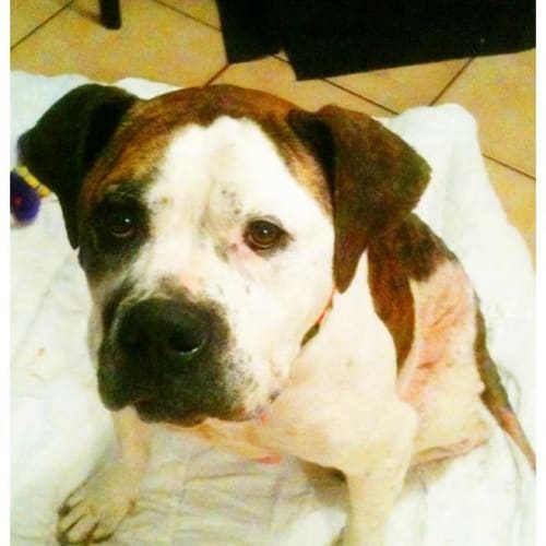 No photo for *On Trial* Kora  Ex Puppy Mill Victim