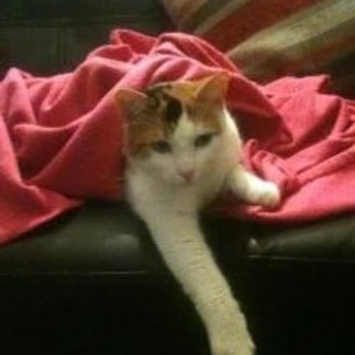 Lila