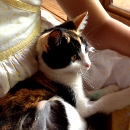 Sofia *Adoption Pending*