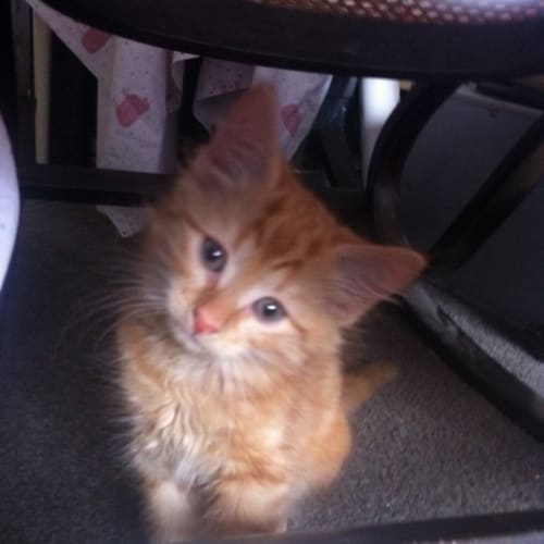 No photo for Marmalade *Adoption Pending*