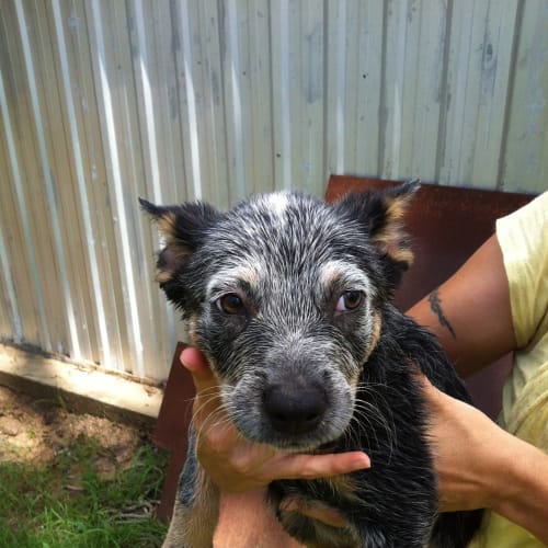 No photo for Drake **Adoption Pending**