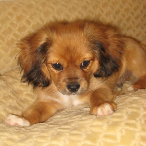 No photo for *Adoption Pending* Dudley