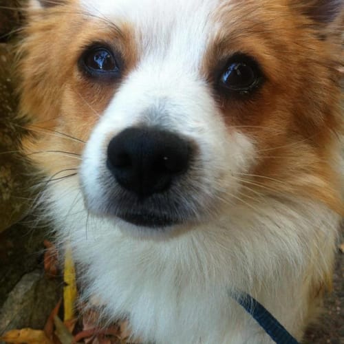 No photo for Tails   On Trial Woohoo!!!!