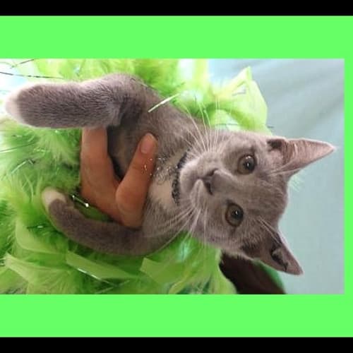 No photo for Jinxy