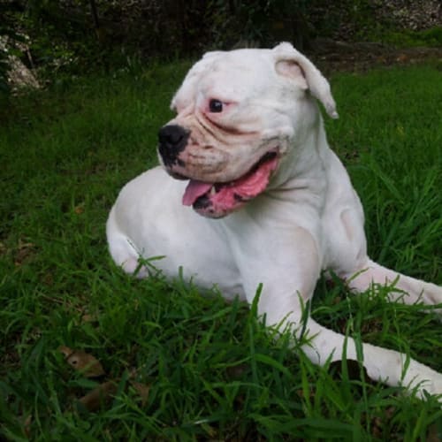 No photo for Rexy & Leila (A Pair)   Private Rehoming