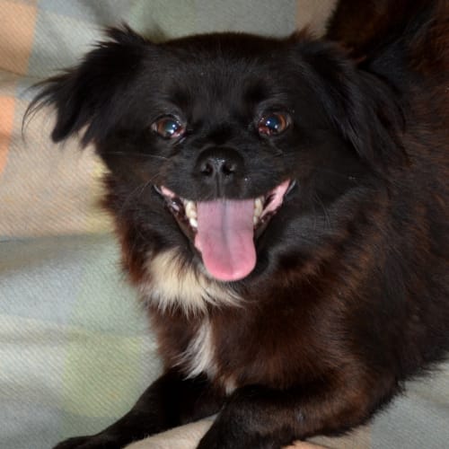 No photo for Cupie   I'm On Trial In My New Home