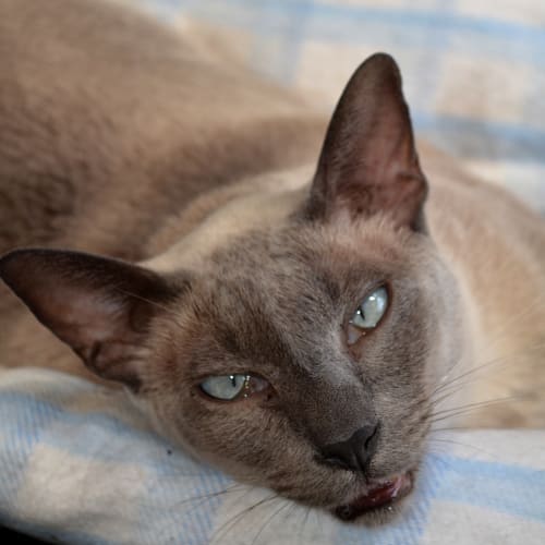 No photo for Crooza   I'm On Trial In My New Home