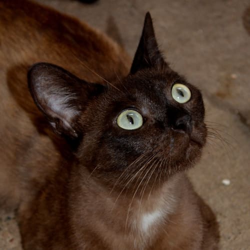 Poppy -  I'M On Trial in My New Home