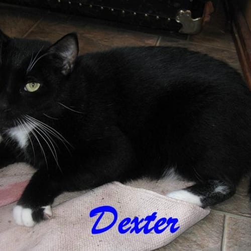 No photo for Dexter