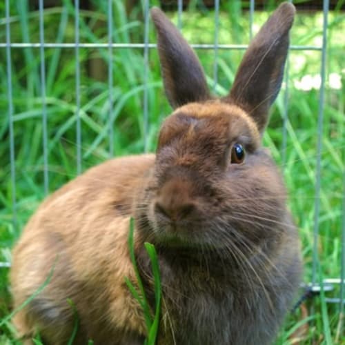 Hershey -Vaccinated and Desexed