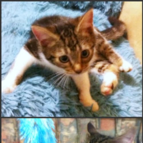 Gulliver - On Trial in His New Home!