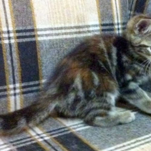 Ruby - On Trial in Her New Home!