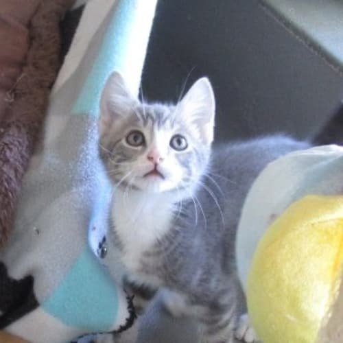 Biscuit