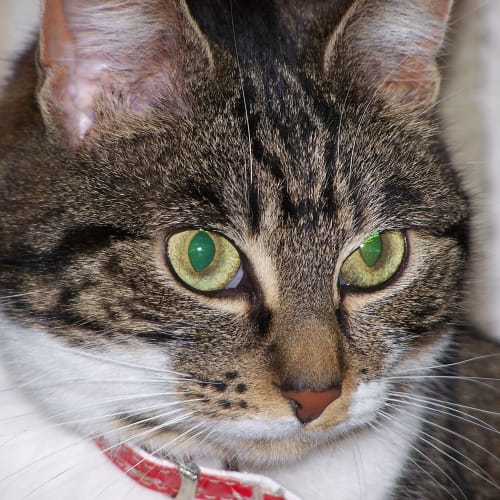 No photo for Kitty