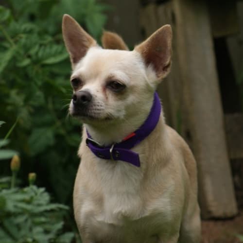 Chilli *On Adoption Trial*