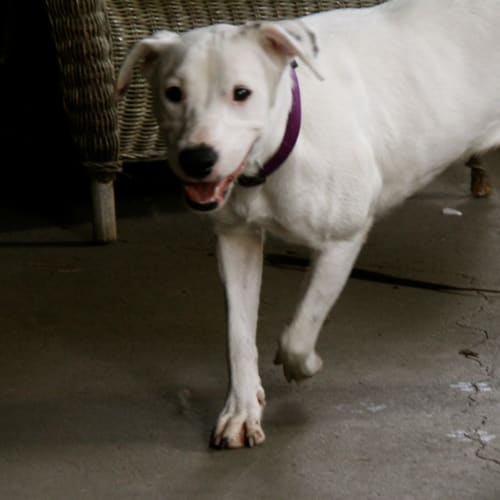 Bella (Foster Carer Needed)