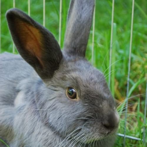 Kristie -Desexed, Vaccinated and Microchipped