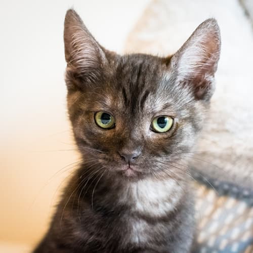 Sooty (Located in Altona North)