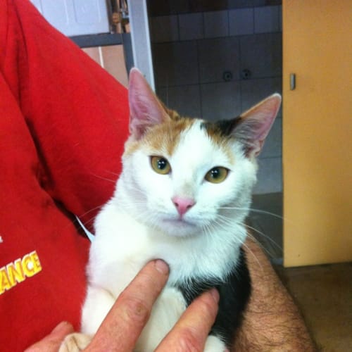 No photo for Dotty (Hc101) *Adoption Pending*