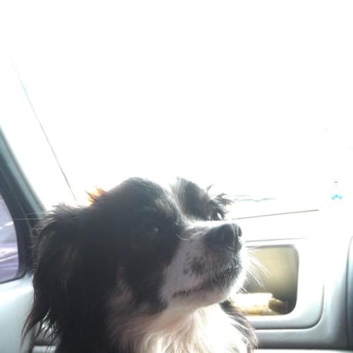 No photo for Maggie
