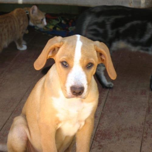 No photo for Sofia/Adopted