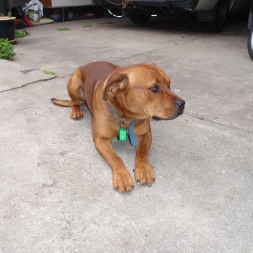 No photo for On Hold Beautiful Beau