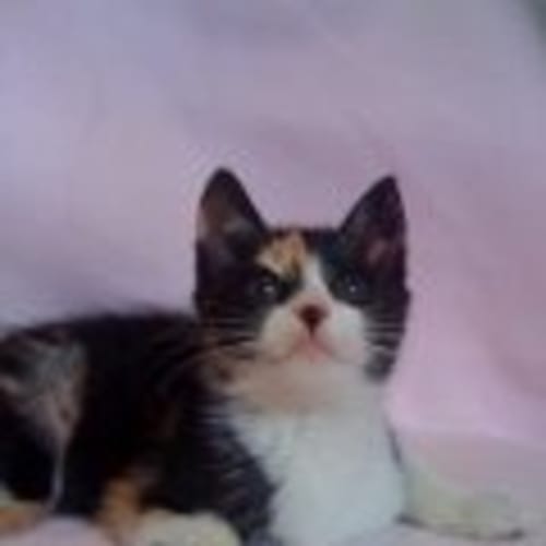 Harriet