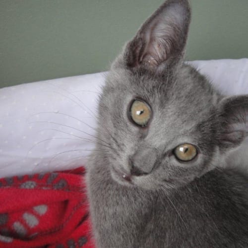 Winston (To Be Rehomed With Tia)