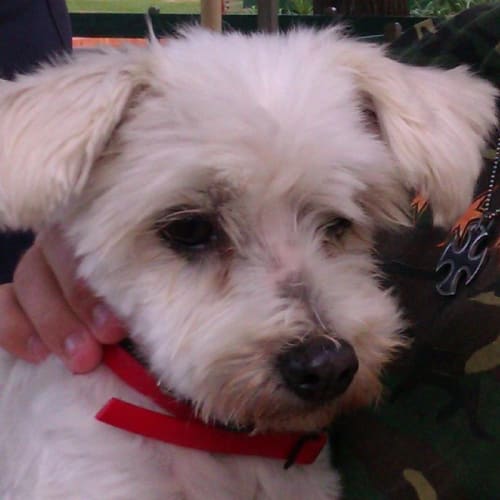 Harry - Adopted