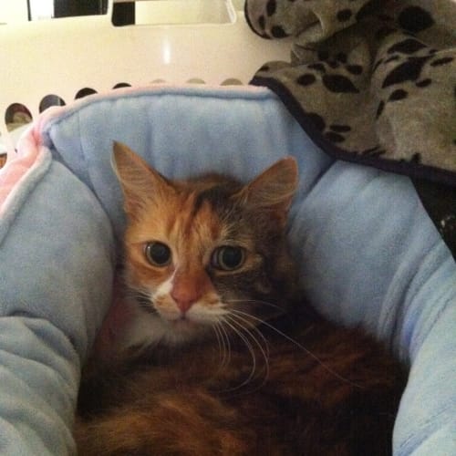 No photo for Milo **Urgent**
