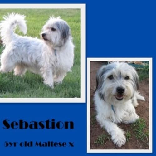 Adoption Pending -Sebastion