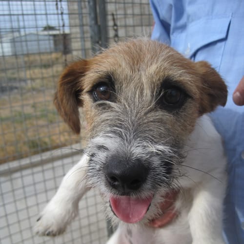 Foxie X Male (Scruffy Coat)