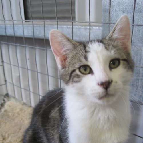 Tabby & White Male Kitten