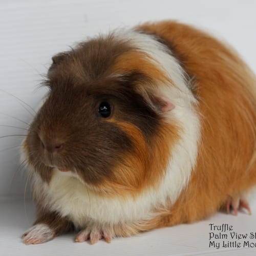 No photo for Truffle