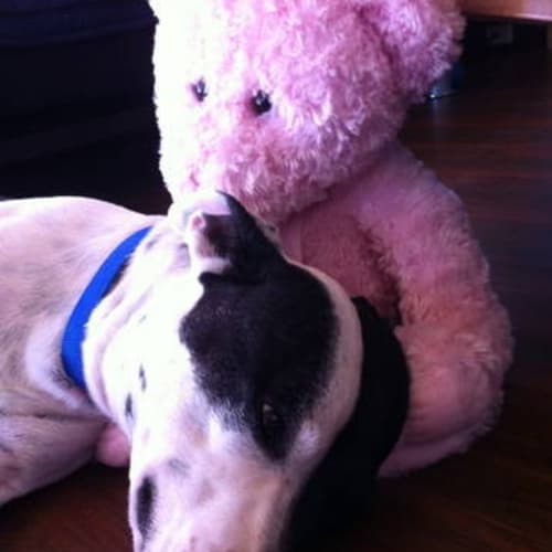 No photo for Foster Carer Needed  Bo
