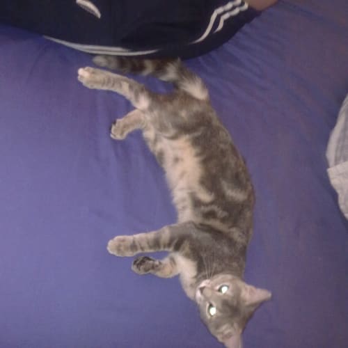 No photo for Turbo Kitty