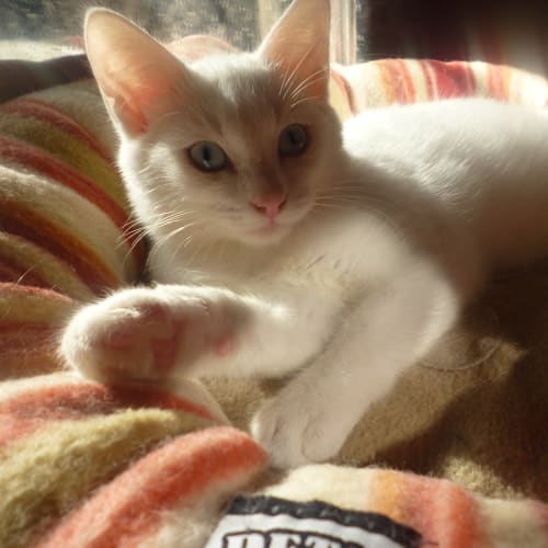 No photo for Casper And Other Kittens  From $50