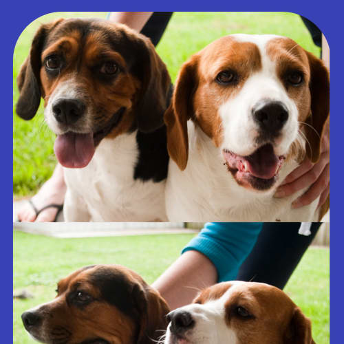 No photo for Pepper And Belle