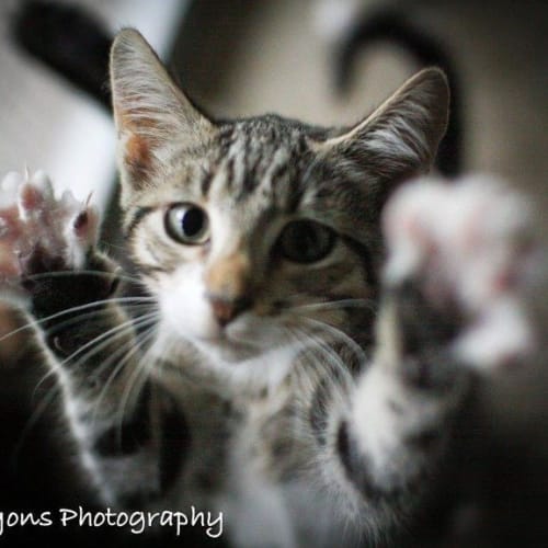 No photo for Barney