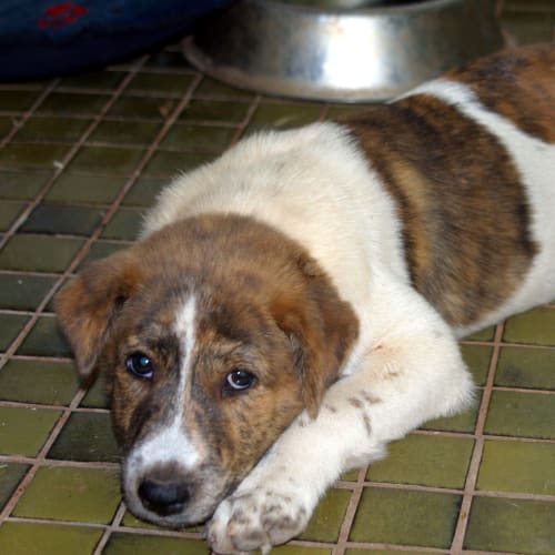 No photo for Sharpi/Adopted