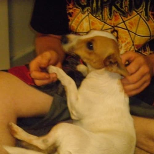 No photo for Angus (Td092) *Adopted*