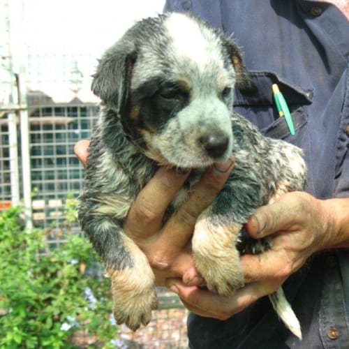 No photo for Marco/Adopted