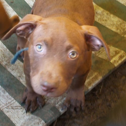 Linc
